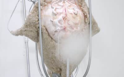 Save the date : Exposition d’Anaïs Gauthier