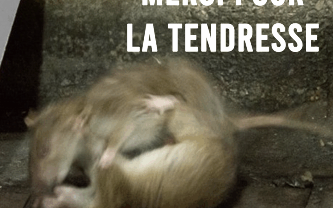 Save the date : Performance sonore Merci pour la tendresse