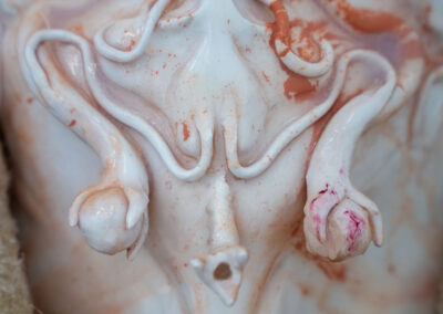 Vues de l'exposition Interférences d'Anaïs Gauthier - crédits Barbara Fecchio.